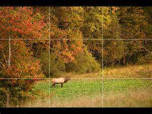 12 Tips for Better Vacation Photos 4 The subject, Elk, is in the lower left intersection with space on the right for it to move into. Horizon is on lower horizontal line.