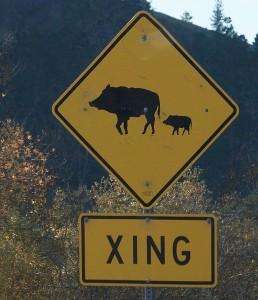 hogs-crossing1