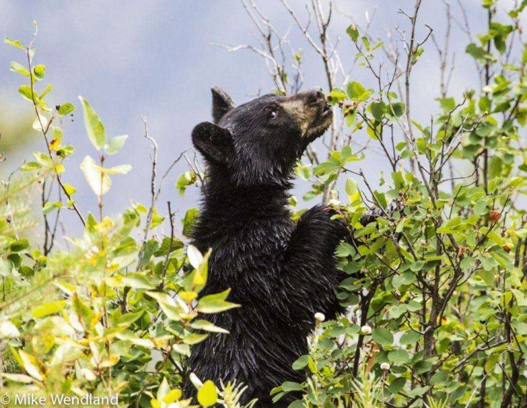 RV Photo Shoot: The Animals of the West