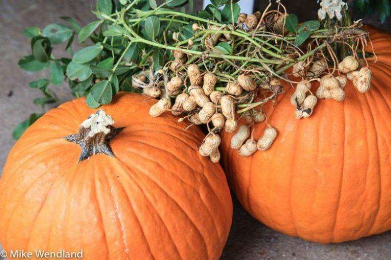 How to pick a Pumpkin