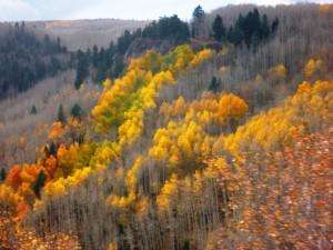 Gold Trees