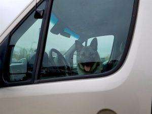 Bo likes looking out the window at all the action