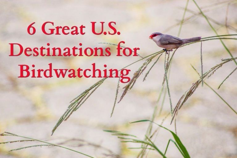 bird watching birdwatching