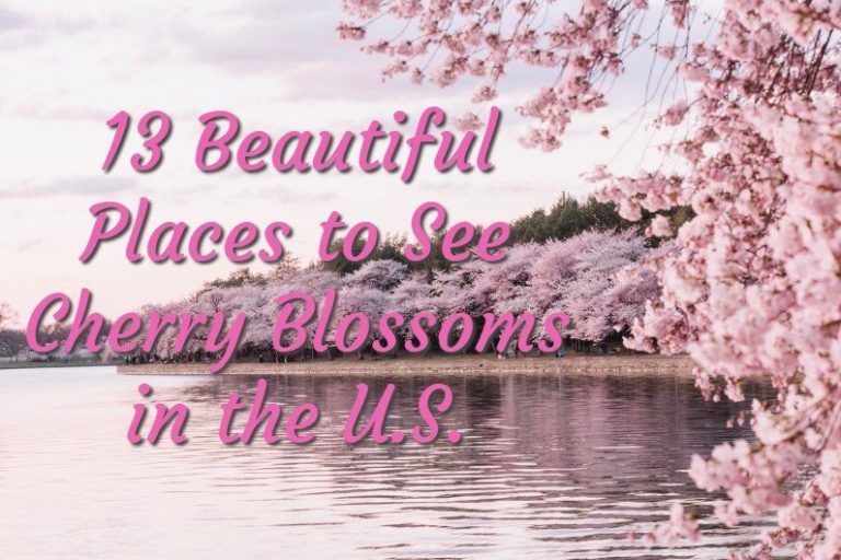 13 Beautiful Places to See Cherry Blossoms in the U.S.