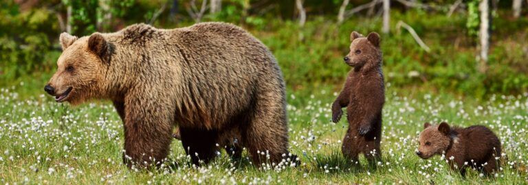 Careful Camping in Bear Country: What You Need to Know