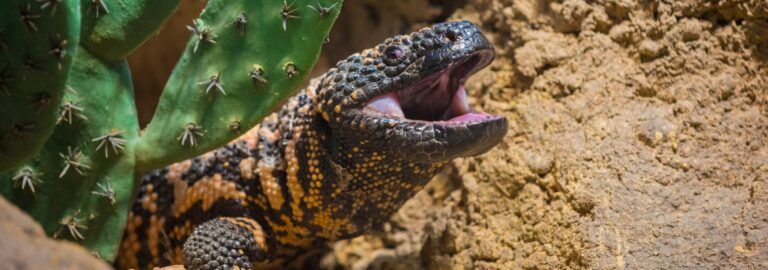 10 Animals Unique to North America & Where to Find Them