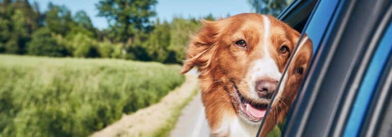 5 Best Perks of Traveling with a Dog