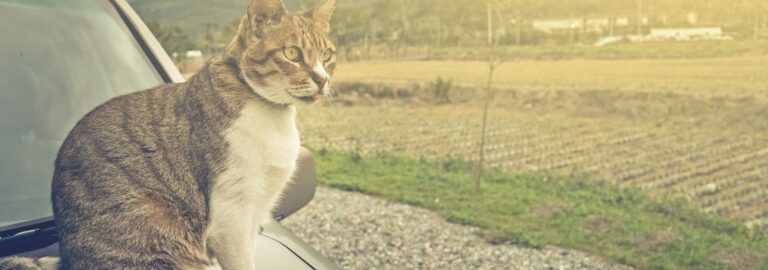 10 Purrfect Cat Travel Accessories for your RV Lifestyle