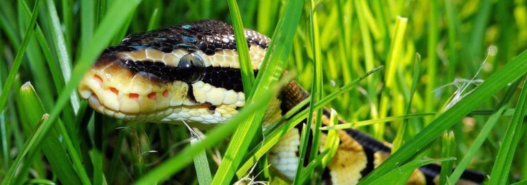 45 Dos and Don’ts of Snake Safety While Camping